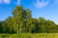 Green birch on forest edge Royalty Free Stock Photo