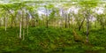 Green birch forest in summer white trunks of trees. Spherical panorama 360vr Royalty Free Stock Photo