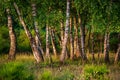 Green birch forest at sunrise.