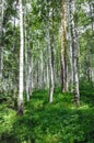 Green birch grove forest at summer time