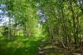 Green birch grove. Trees in the deciduous forest growing in countryside.