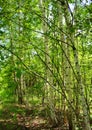 Green birch grove. Trees in the deciduous forest growing in countryside.