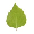 Green birch leaf isolated on white background Royalty Free Stock Photo