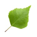 Green birch leaf isolated on white background Royalty Free Stock Photo