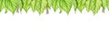 Green birch leaf seamless border. Watercolor illustration. Birch leaves botanical illustration. Green lush vegetation
