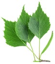 Green birch leaves and catkin isolated on white background, top view. Young branch of birch Royalty Free Stock Photo