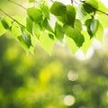 Green birch leaves Royalty Free Stock Photo