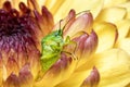 Green birch shieldbug standing out in yellow and pink chrysanthemum