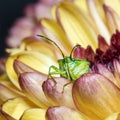 Green birch shieldbug standing out in yellow and pink chrysanthemum