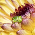 Green birch shieldbug standing out in yellow and pink chrysanthemum