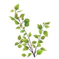 Green birch tree leaves, bush with fresh leaves