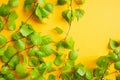 Green Birch tree leaves on yellow background with copy space, frame or border. Empty place for text and products. Place for your