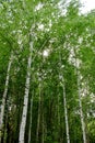 Green birch trees in the deciduous forest growing in countryside.