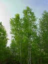 Green birch trees in the deciduous forest growing in countryside.