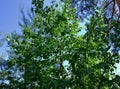 Green birch trees in the deciduous forest growing in countryside.