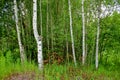 Green birch trees and grass in the deciduous forest growing in countryside.