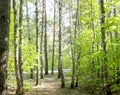 Green birch trees and a path in the mixed forest growing in countryside.