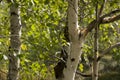 Green birch trees witn black and white trunk in summer forest. Grove. Landscape Royalty Free Stock Photo