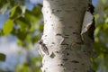 Green birch trees witn black and white trunk in summer forest. Grove. Landscape Royalty Free Stock Photo