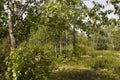 Green birch trees witn black and white trunk in summer forest. Grove. Landscape Royalty Free Stock Photo