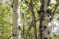 Green birch trees witn black and white trunk in summer forest. Grove. Landscape Royalty Free Stock Photo