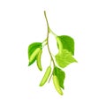 Green birch twig with leaves and aments. Spring season design element, Betula Pendula, Silver birch vector illustration