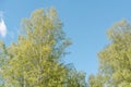 Green birches. Birch wood. Birch thicket in the summer. Royalty Free Stock Photo