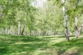 Green birches. Birch wood. Birch thicket in the summer. Royalty Free Stock Photo