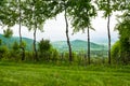 Spring in mountains. Green birches