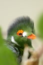 Green bird Royalty Free Stock Photo