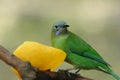 Green bird Royalty Free Stock Photo