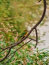 Green bird in africaa