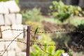 Green small bird on the barbed wire Royalty Free Stock Photo