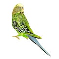 Green bird budgerigar,green pet parakeet or budgie or shell parakeet home pet natural on a white background vintage vector