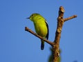 Green bird calling for soulmate Royalty Free Stock Photo