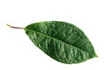 Green bird cherry leaf with streaks isolated on a white background Royalty Free Stock Photo