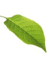 Green Bird Cherry Prunus Padus leaf isolated on white background Royalty Free Stock Photo