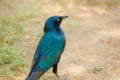 Green bird in Etosha