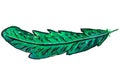 Feather green on whire background