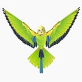 Green bird flying budgerigar,green pet parakeet or budgie or shell parakeet home pet natural on a white background vintage