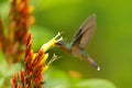 Green bird flying next to beautiful red flower in jungle. Action feeding scene in green tropical forest. Rufous-breasted hairy her Royalty Free Stock Photo