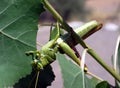 Green Bird Grasshopper
