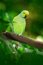 Green bird in the green vegetation. Parrot sitting on tree trunk with nest hole. Rose-ringed Parakeet, Psittacula krameri, beautif