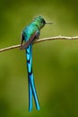 Green bird with long blue tail. Beautiful blue glossy hummingbird with long tail. Long-tailed Sylph, hummingbird with long blue ta Royalty Free Stock Photo