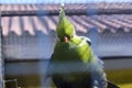 Green bird portrait angry look through bars close Royalty Free Stock Photo