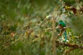 Green bird Quetzal, Pharomachrus mocinno, magnificent sacred green bird from Costa Rica. Rare magic animal in mountain tropic fore Royalty Free Stock Photo