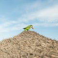 Green bird sits on the roof of a thatched beach umbrella and has breakfast. Beautiful parrot eats bread. Spain. Royalty Free Stock Photo