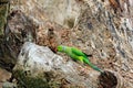 Green bird sitting on tree trunk with nest hole. Nesting Rose-ringed Parakeet, Psittacula krameri, beautiful parrot in the nature Royalty Free Stock Photo