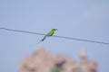 Green bird sitting on the wire, India Royalty Free Stock Photo