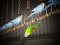 Green bird stands out from the crowd. Individuality concept. 3D illustration